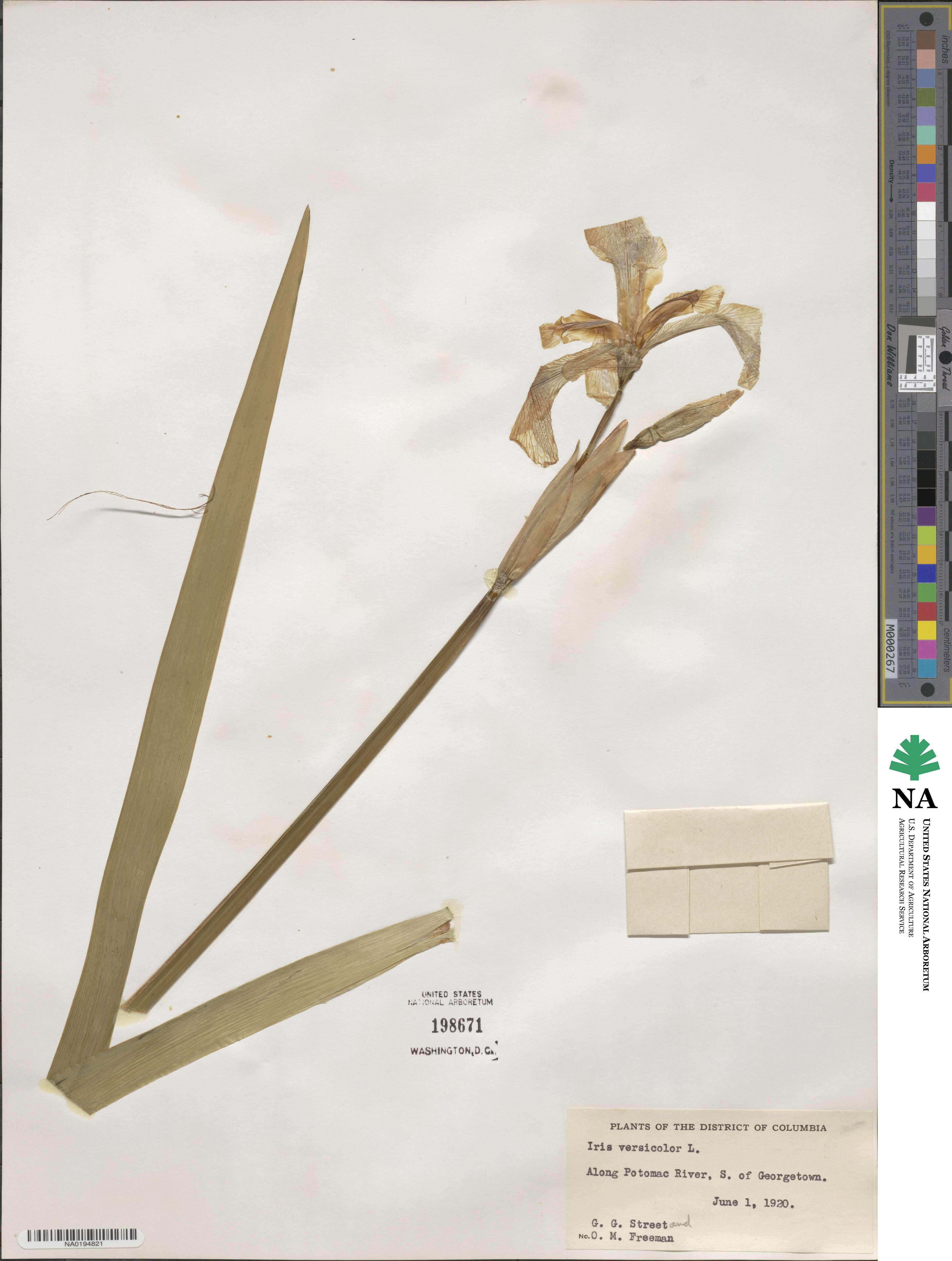 Iris versicolor image