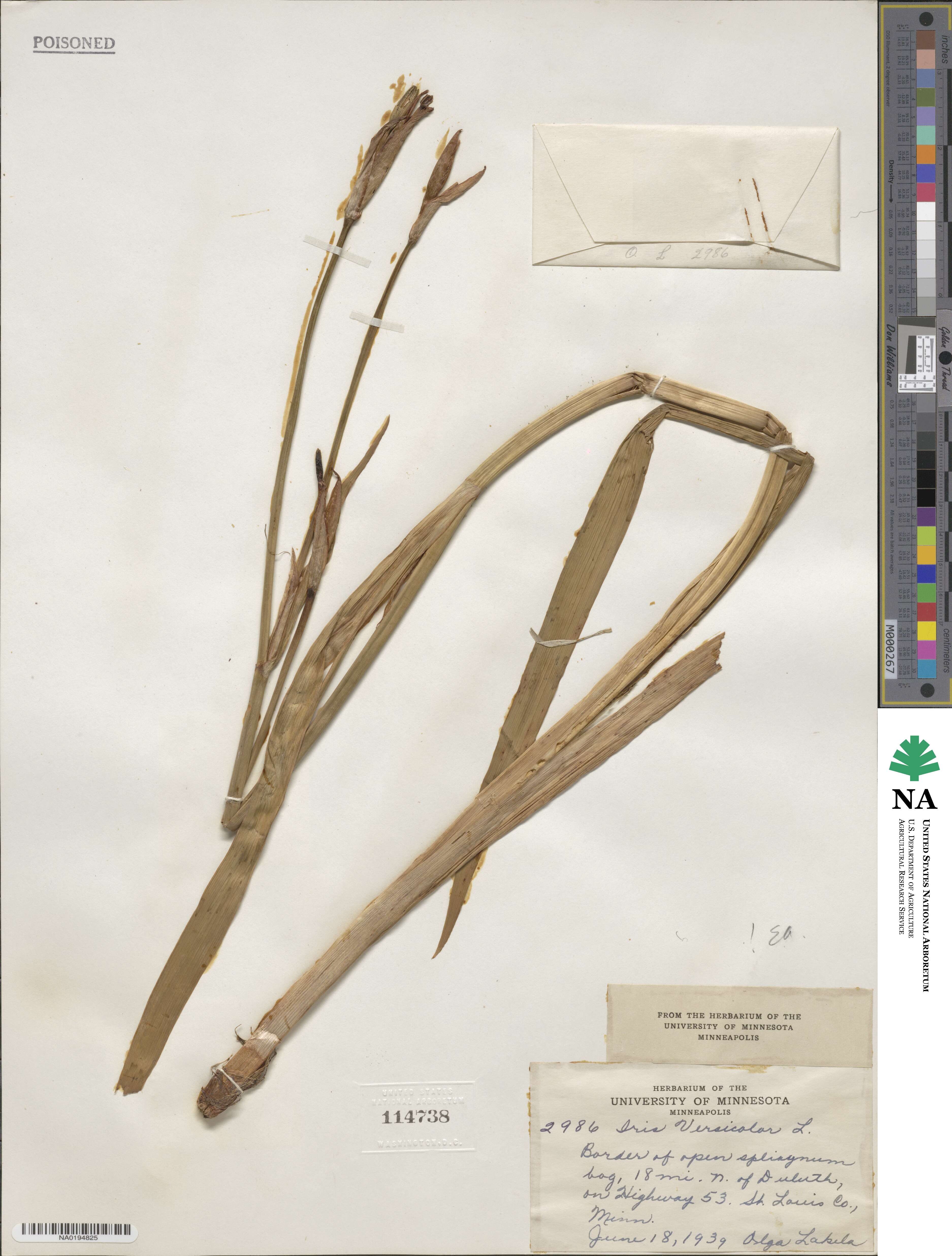 Iris versicolor image