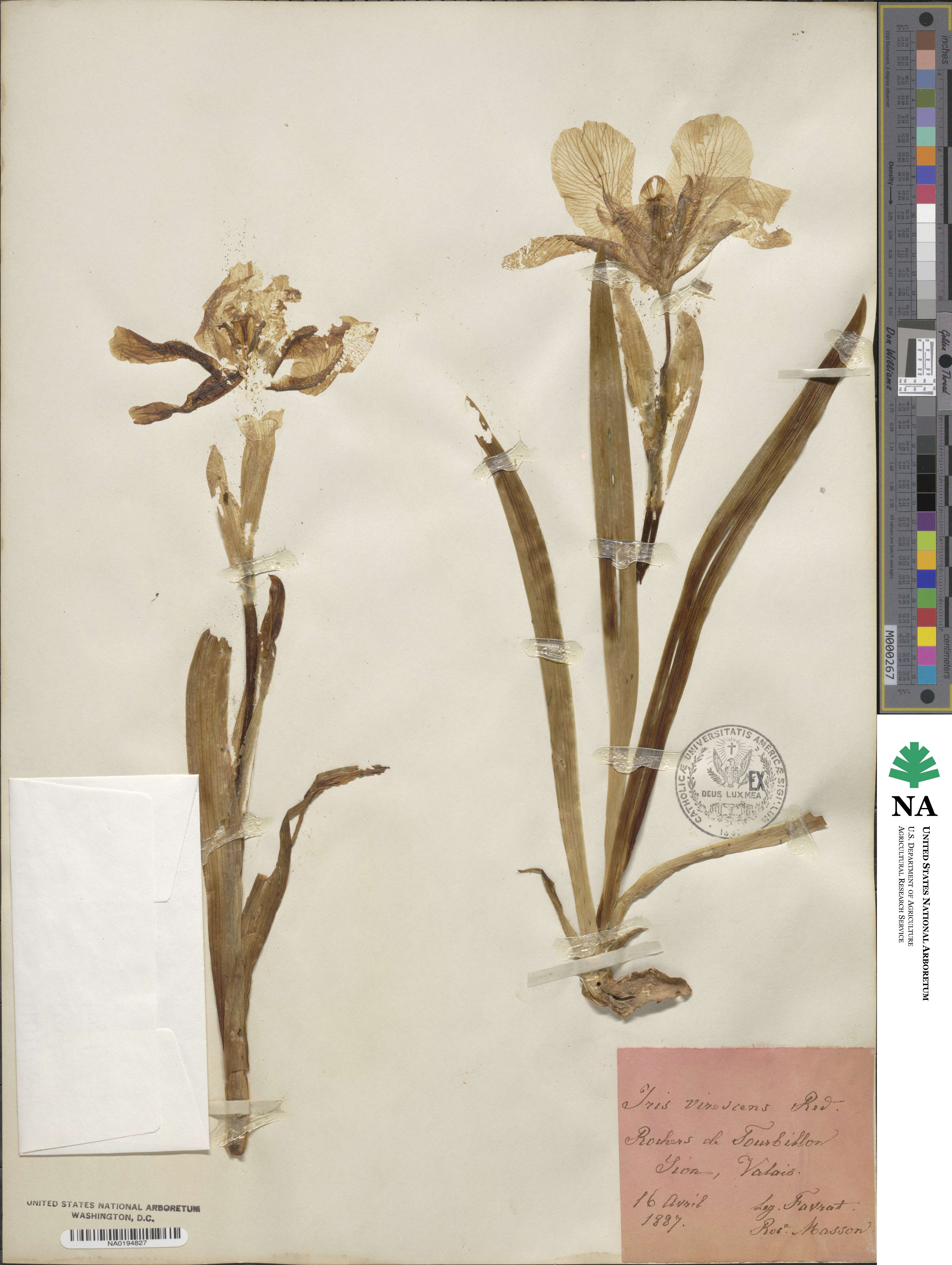 Iris lutescens image