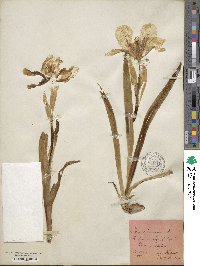 Iris lutescens image