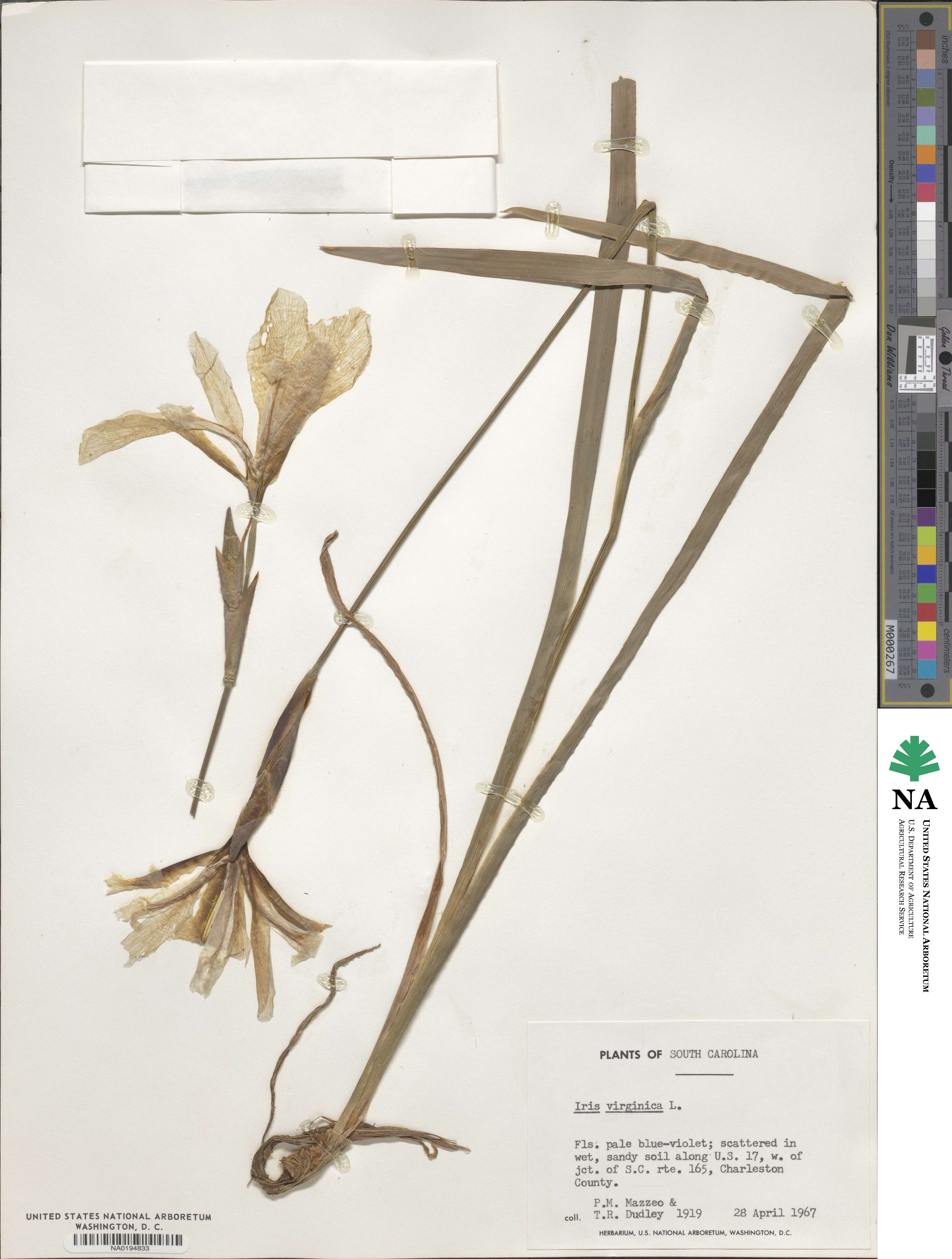 Iris image