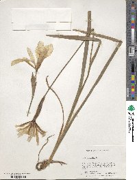 Iris virginica image