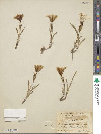 Iris arenaria image