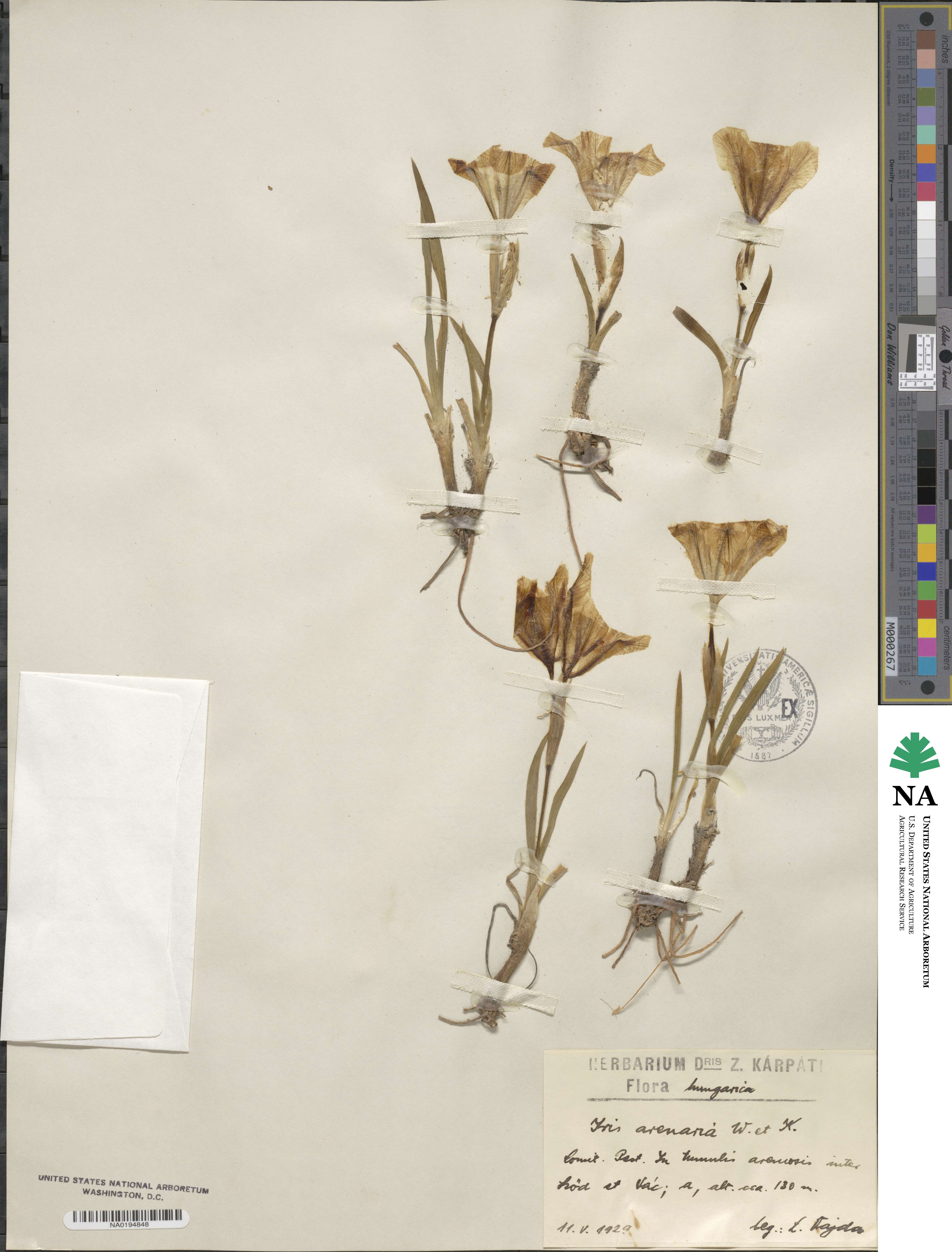 Iris arenaria image