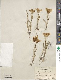 Iris arenaria image