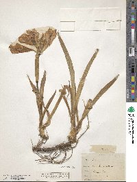 Iris lutescens image