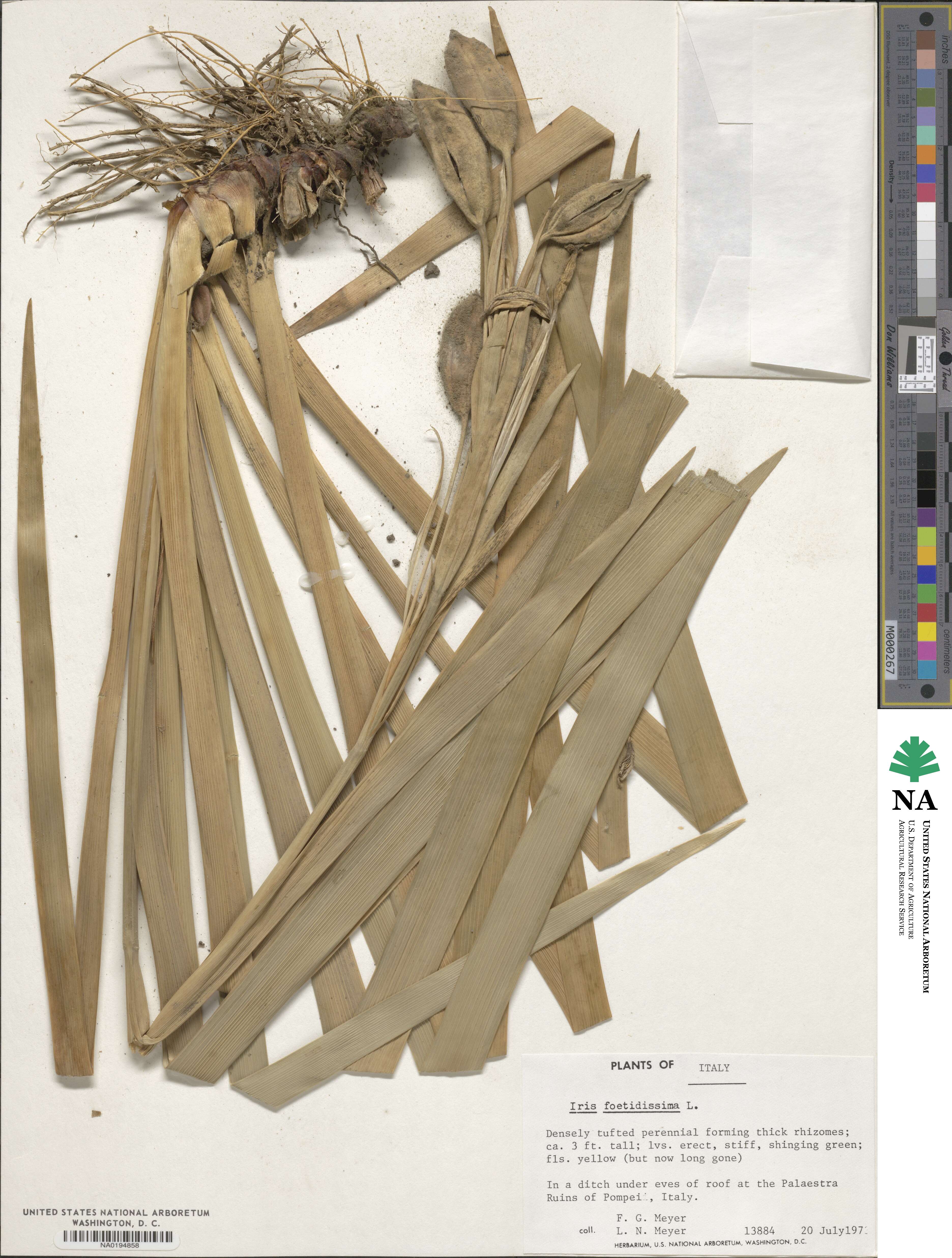 Iris foetidissima image