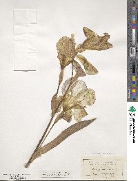 Iris germanica image