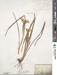 Iris graminea image