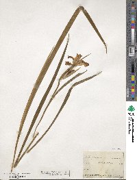 Iris graminea image