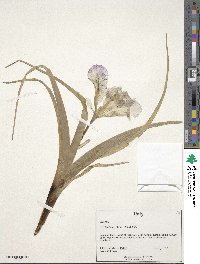 Iris planifolia image