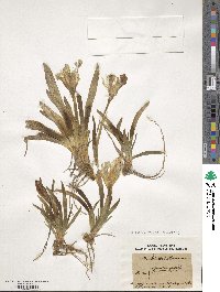 Iris pumila image