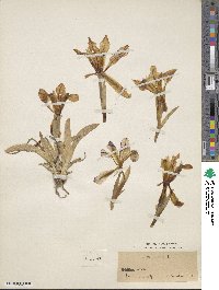 Iris pumila image