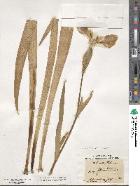 Iris pseudacorus image