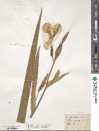 Iris pseudacorus image