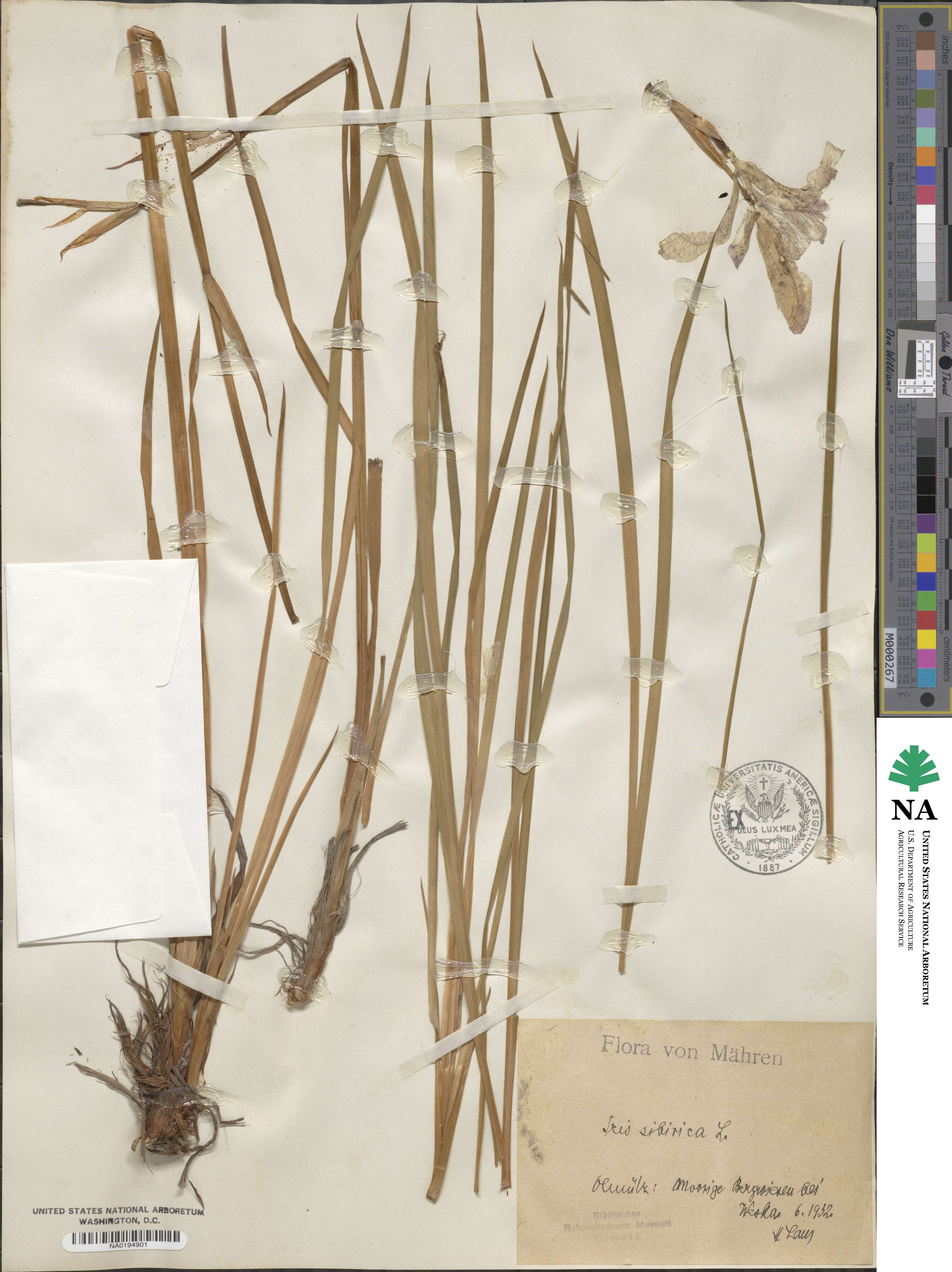 Iris sibirica image