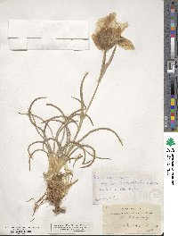 Iris acutiloba image