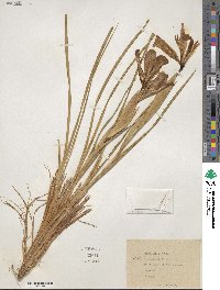 Iris bungei image