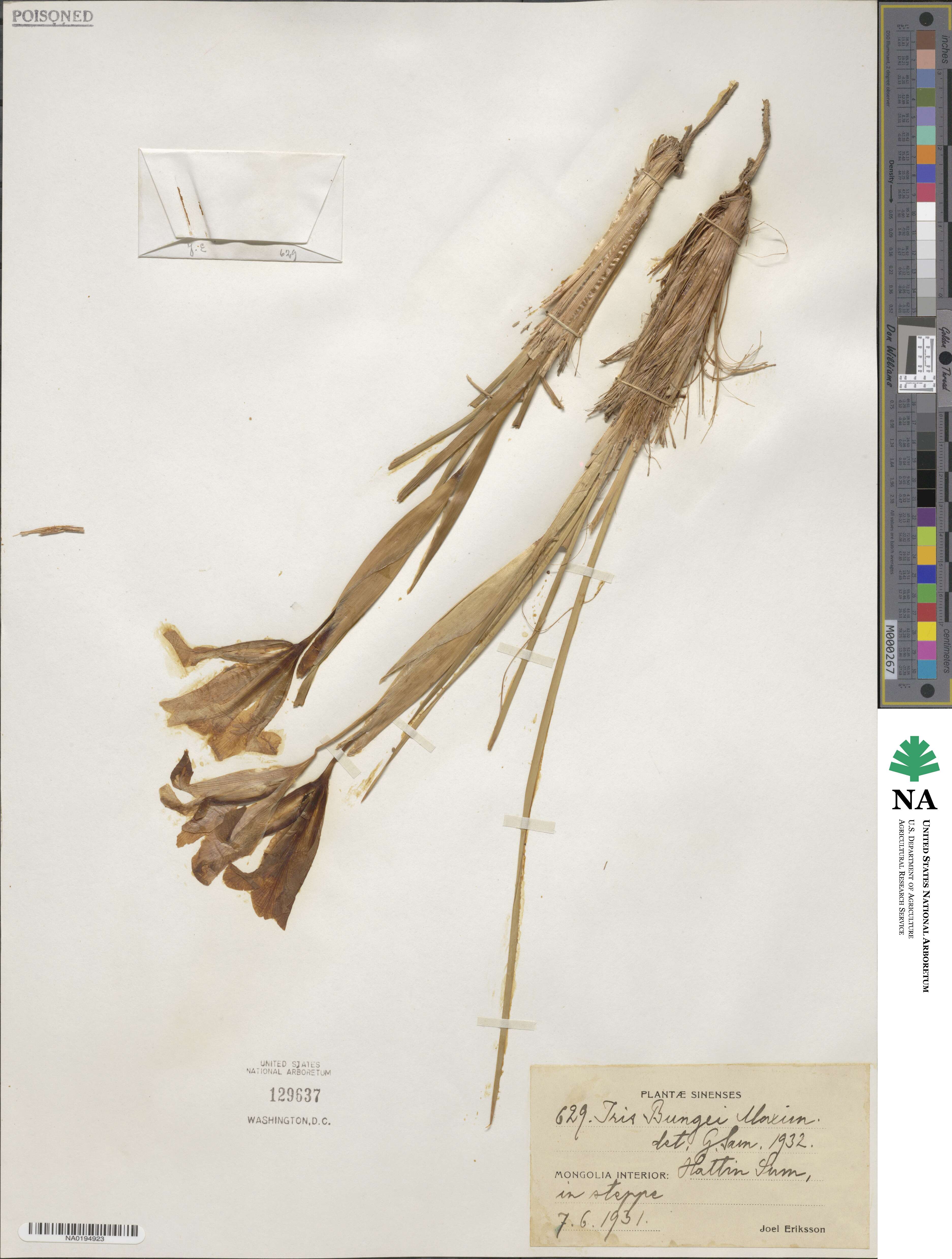 Iris bungei image