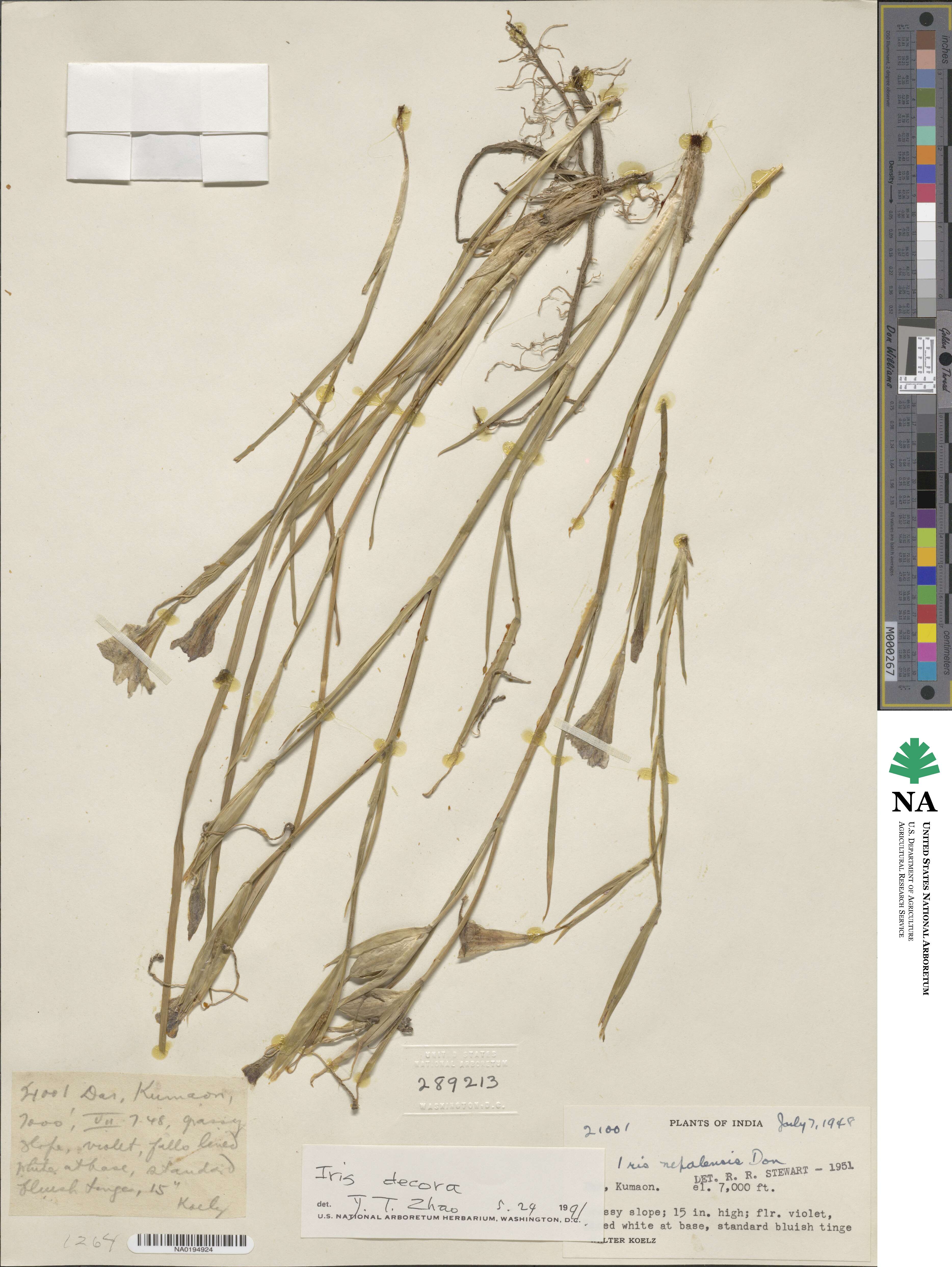Iris decora image