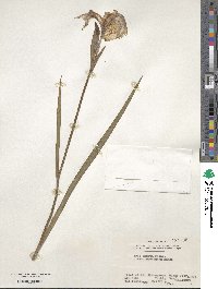 Iris ensata image