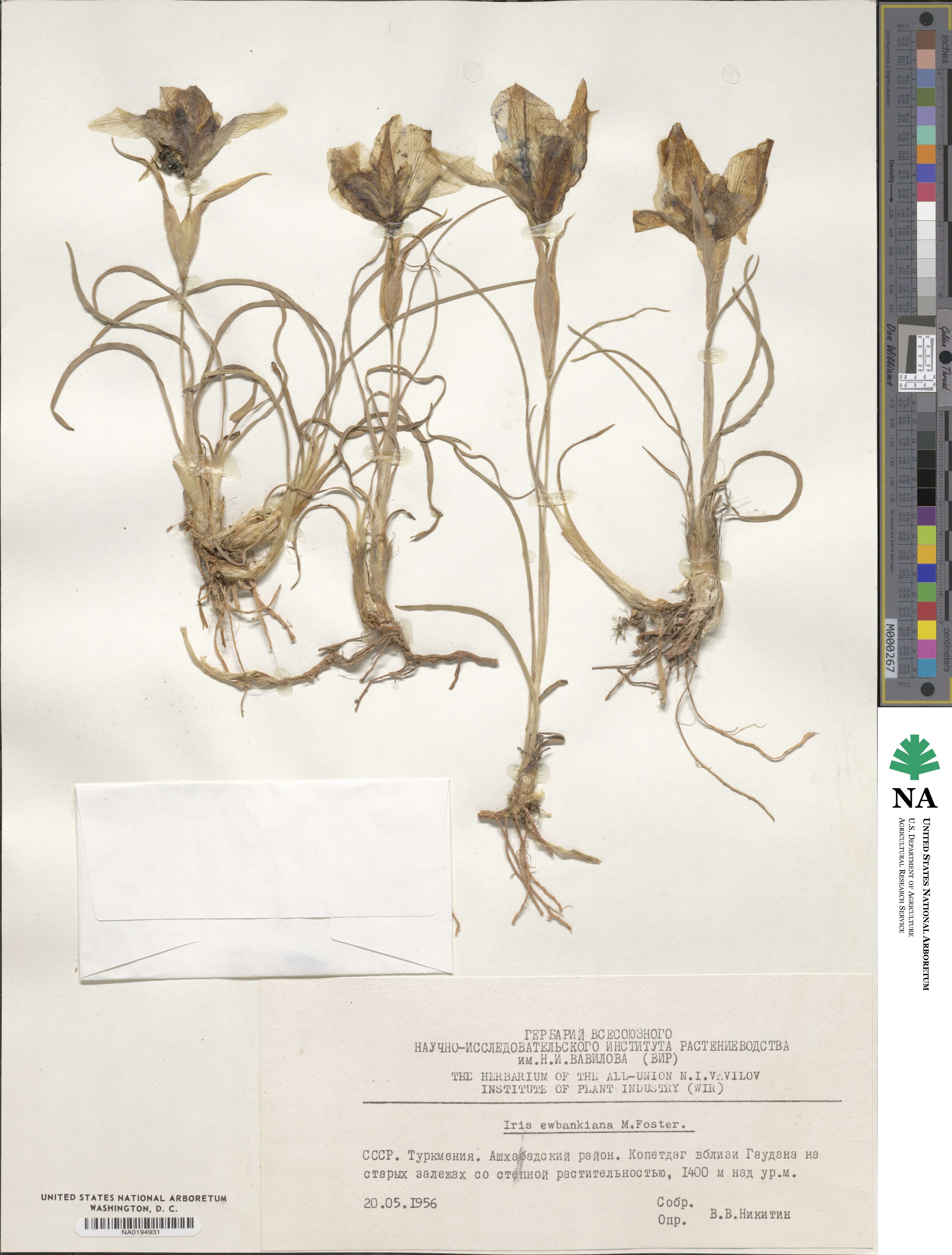 Iris acutiloba image