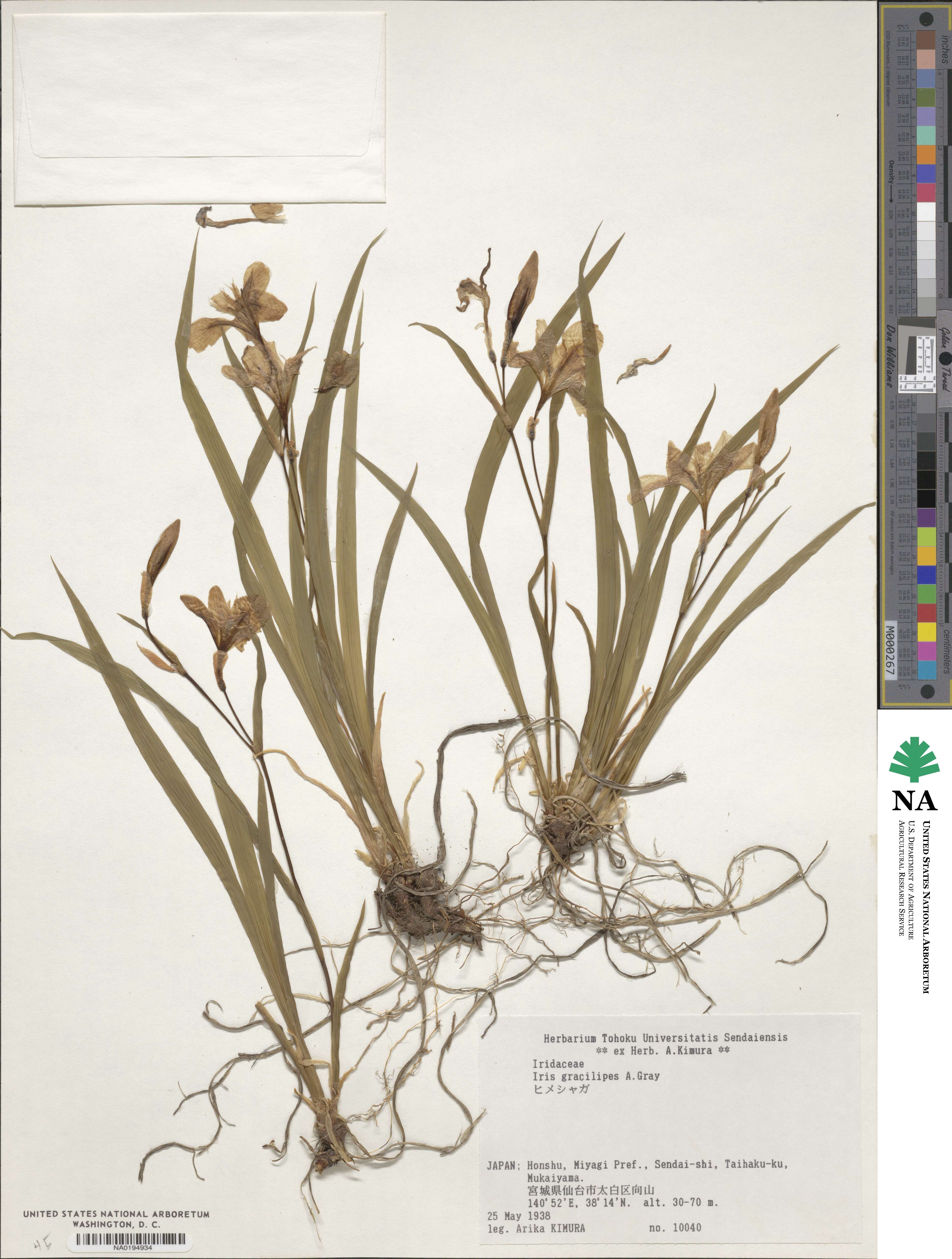 Iris gracilipes image