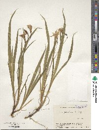 Iris gracilipes image