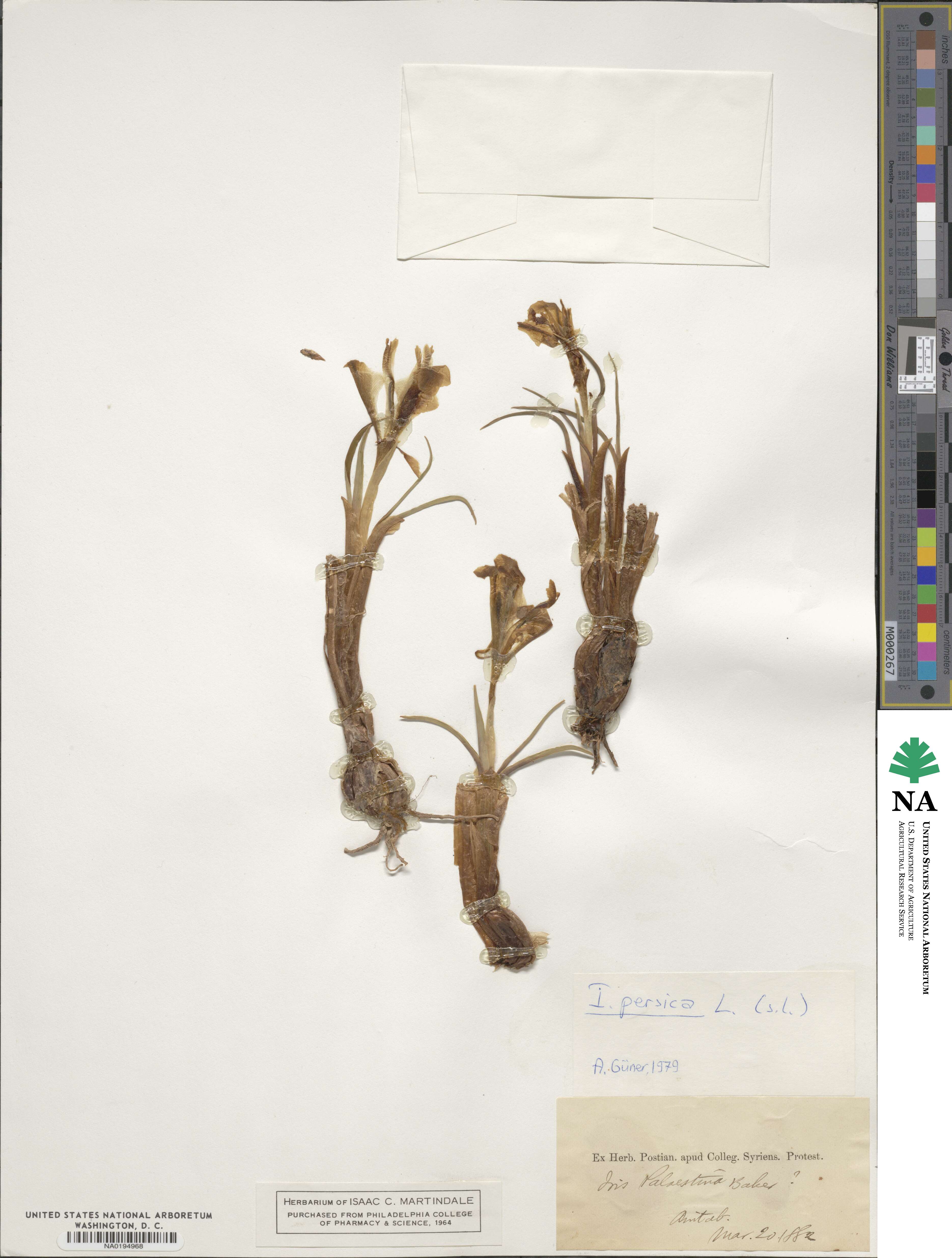 Iris persica image