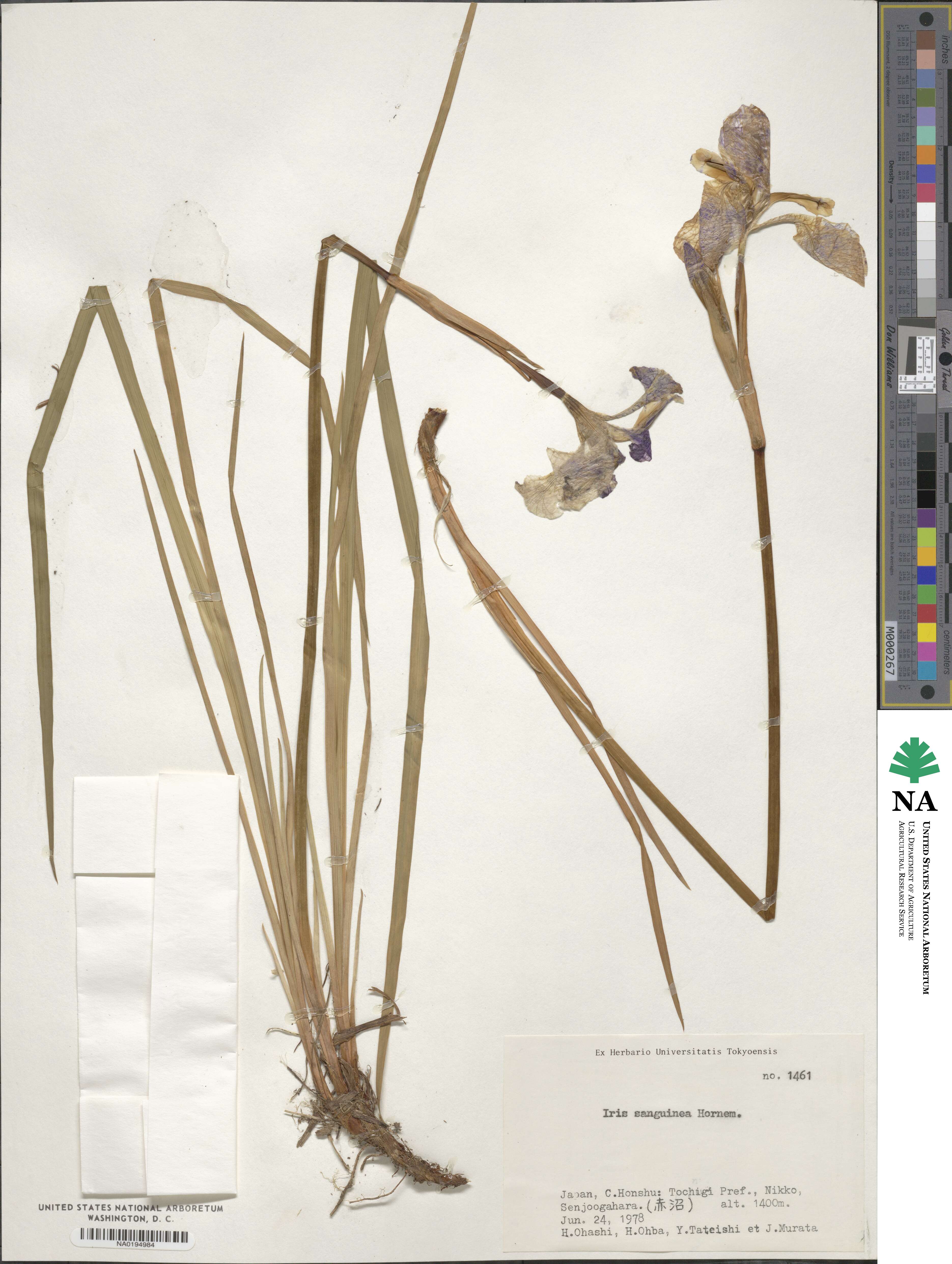Iris sanguinea image