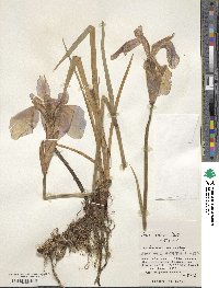 Iris setosa image