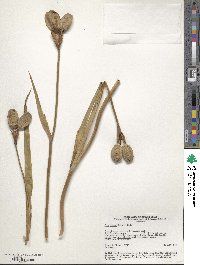 Iris setosa image