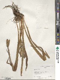 Iris setosa image