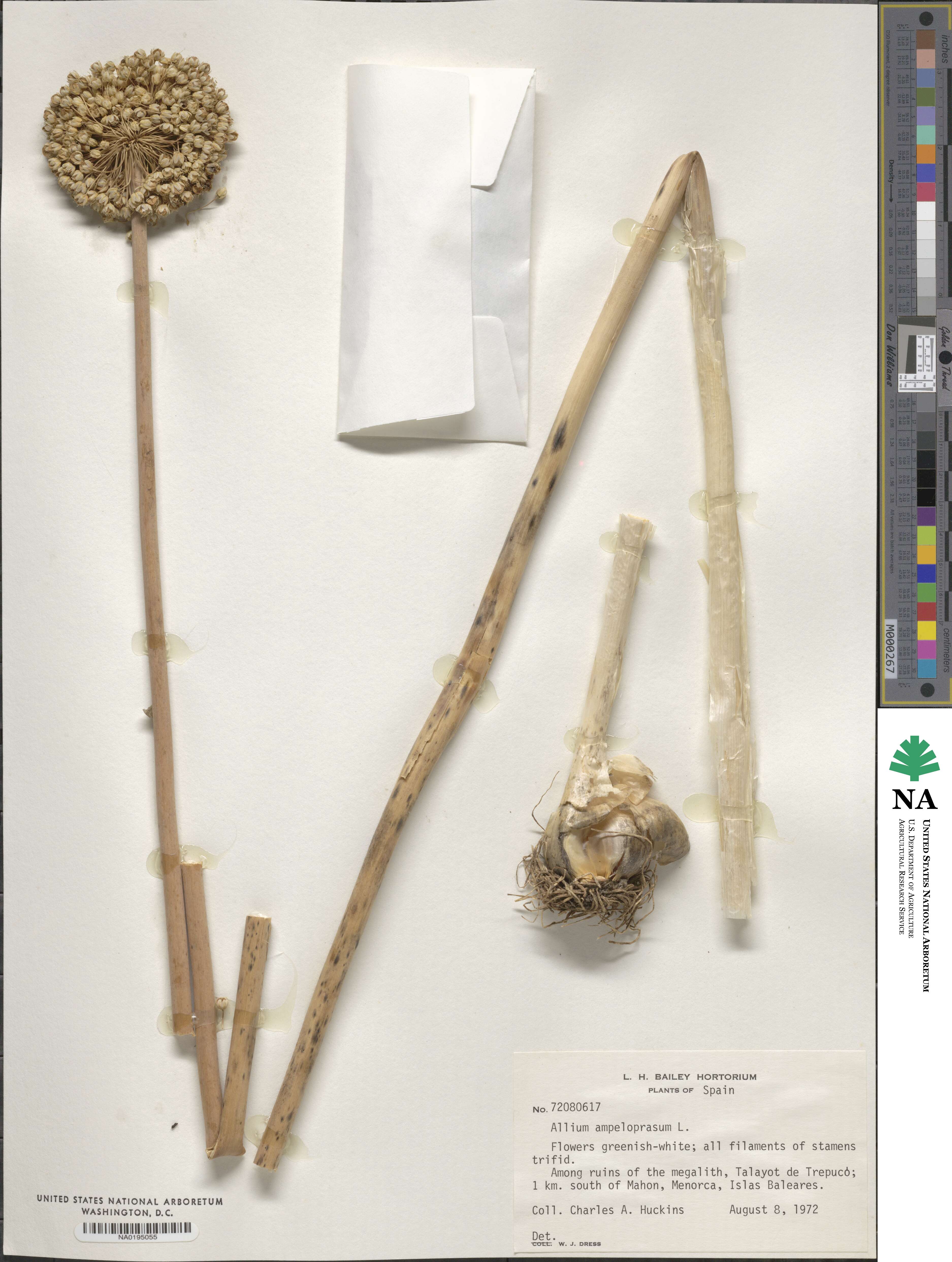 Allium ampeloprasum image