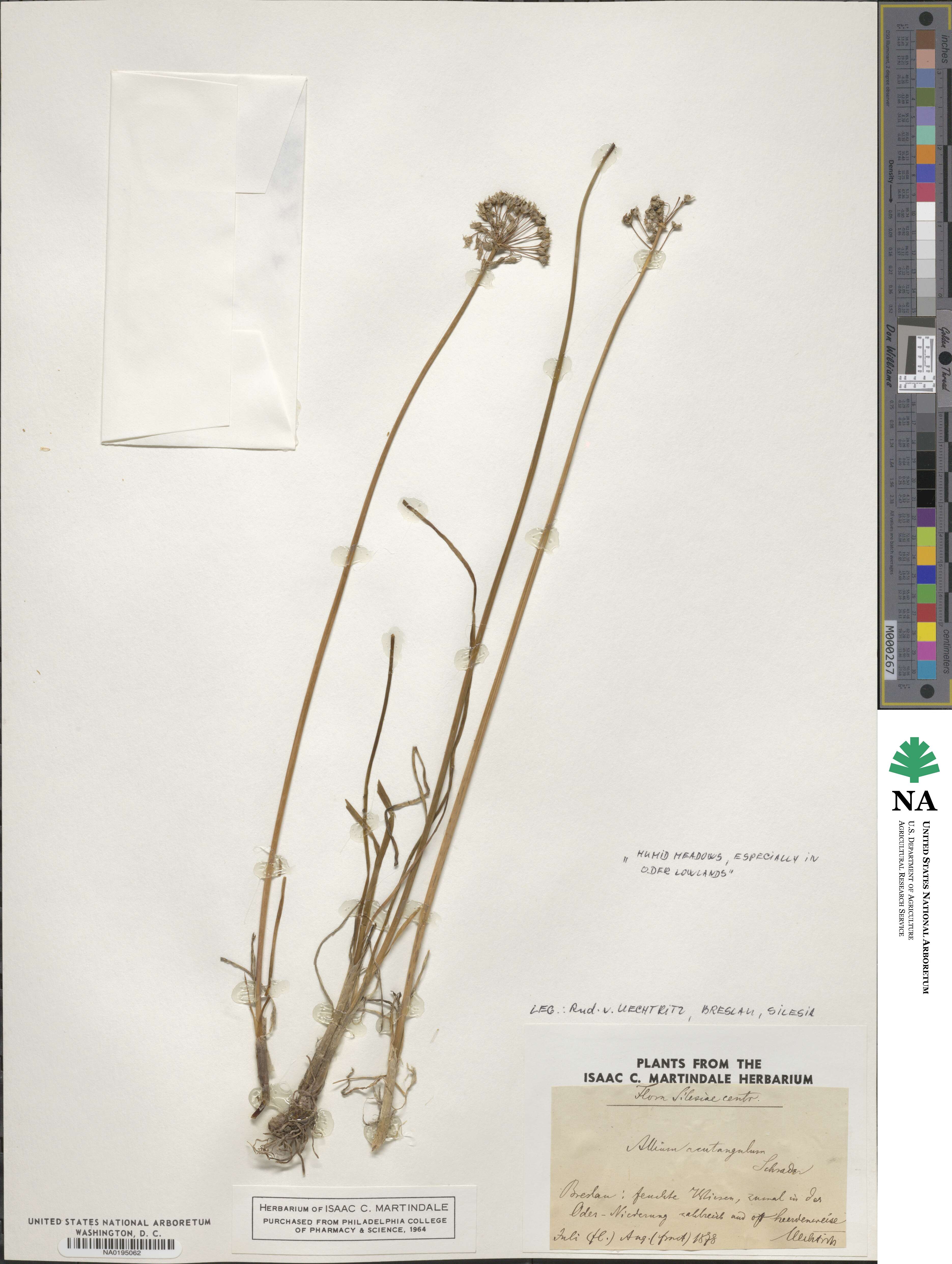 Allium angulosum image