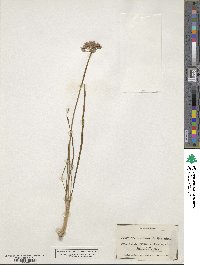 Allium lusitanicum image