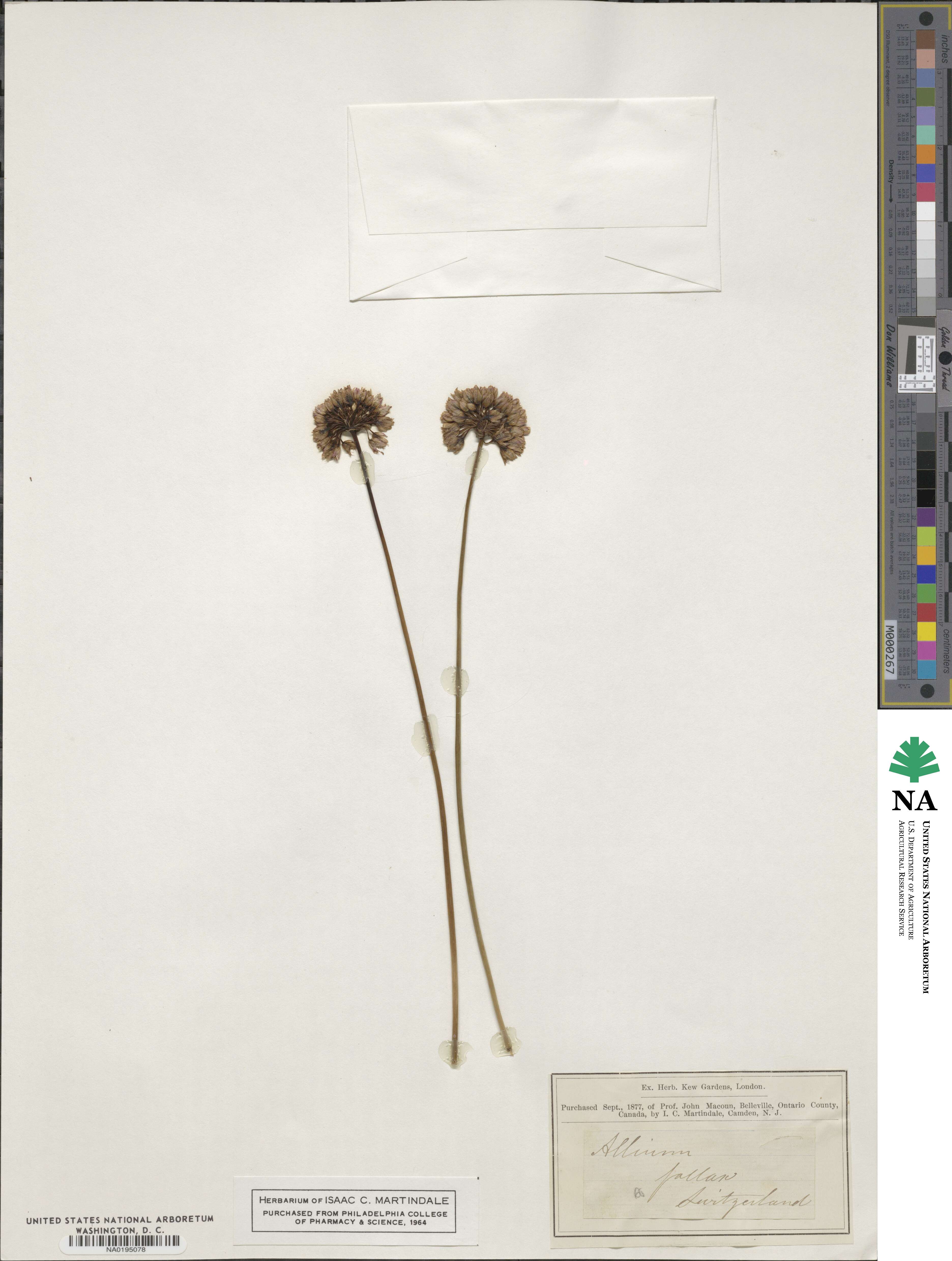 Allium lusitanicum image