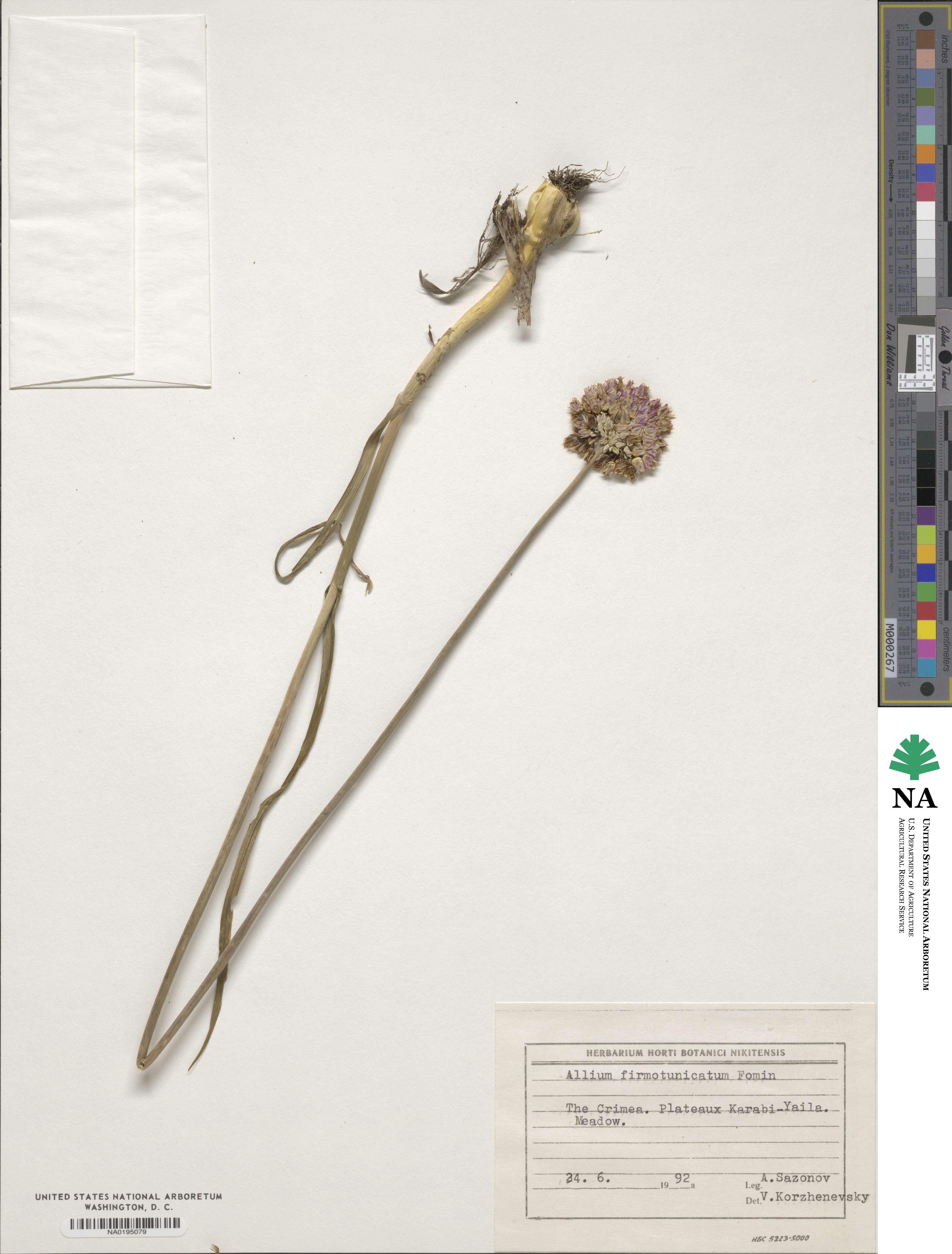 Allium atroviolaceum image