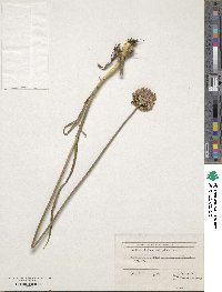 Image of Allium atroviolaceum