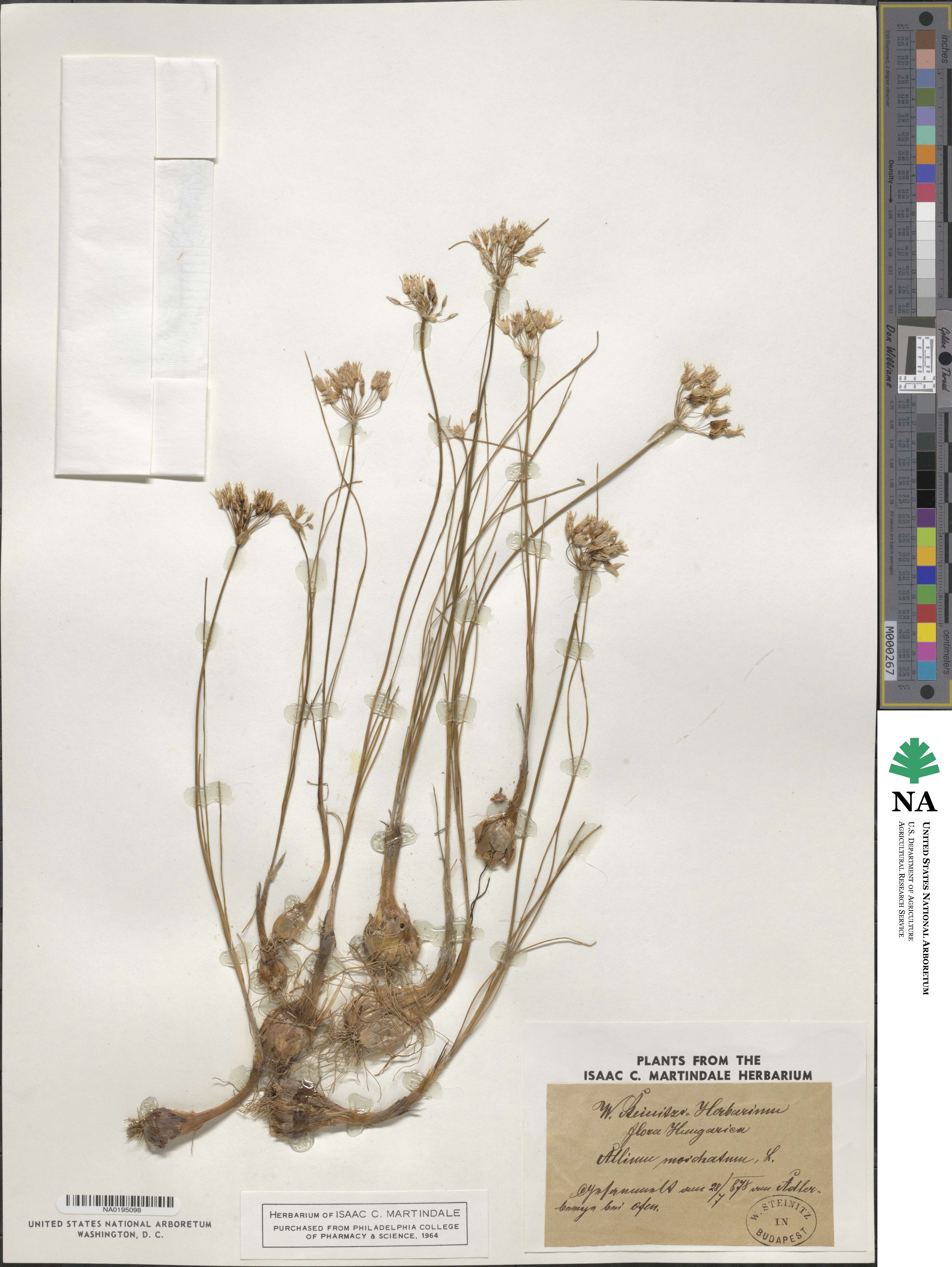 Allium moschatum image