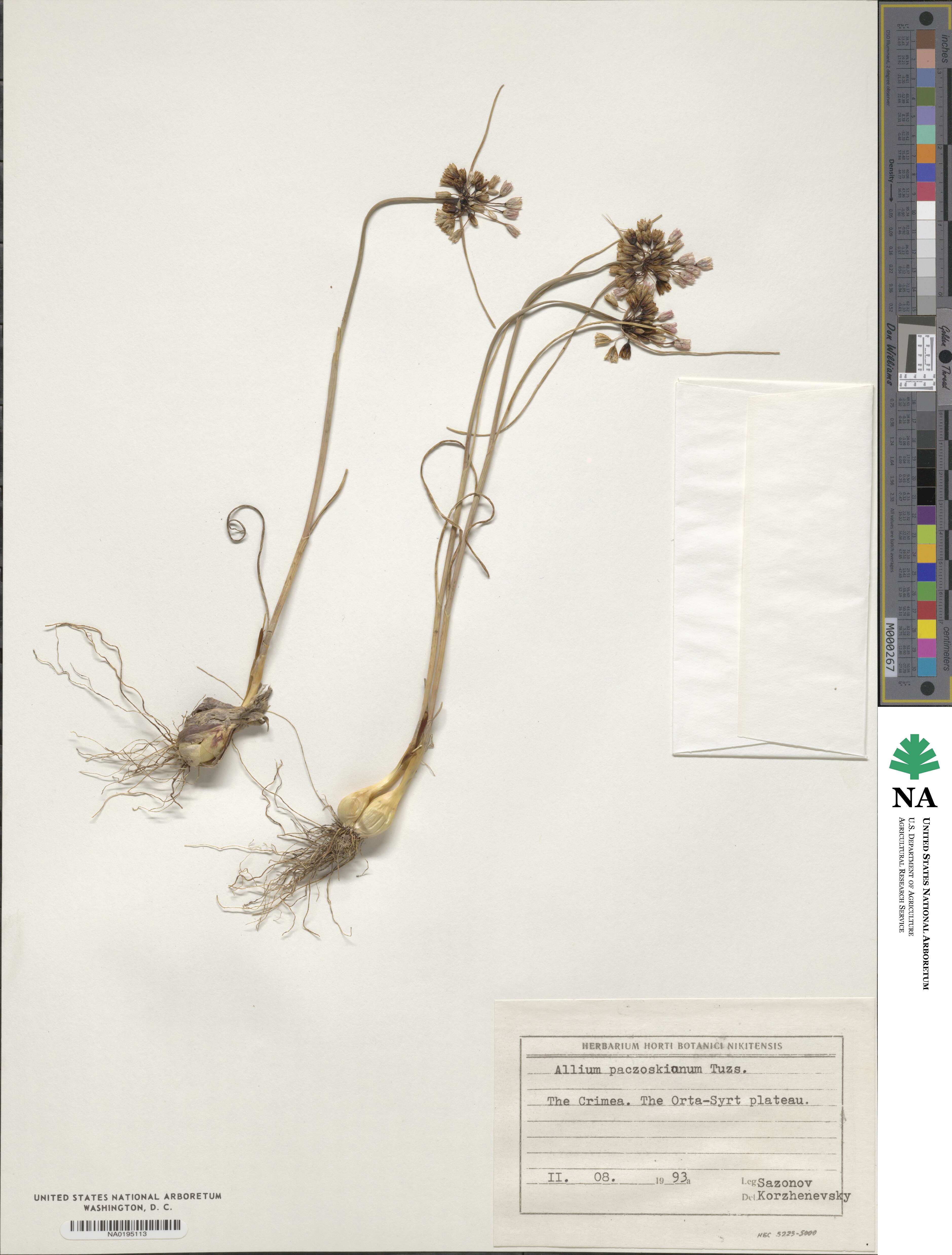 Allium flavum subsp. tauricum image