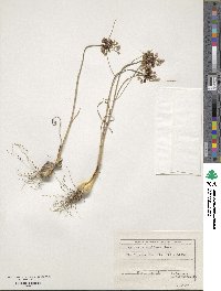 Allium flavum subsp. tauricum image