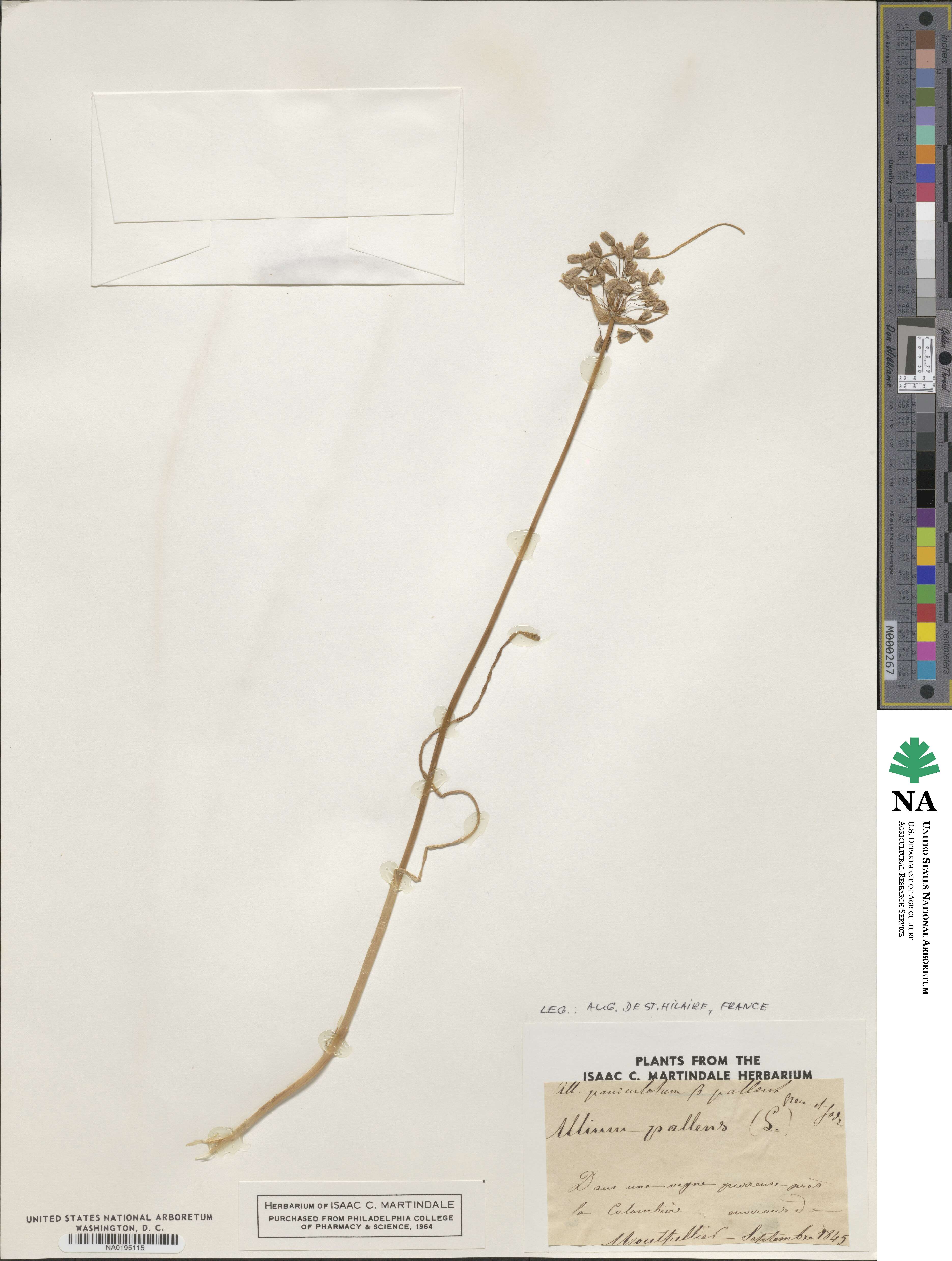 Allium paniculatum image