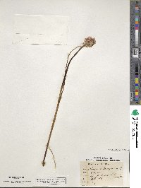 Allium schoenoprasum image