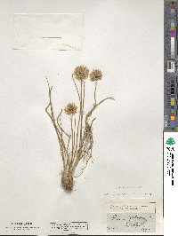 Allium schoenoprasum image