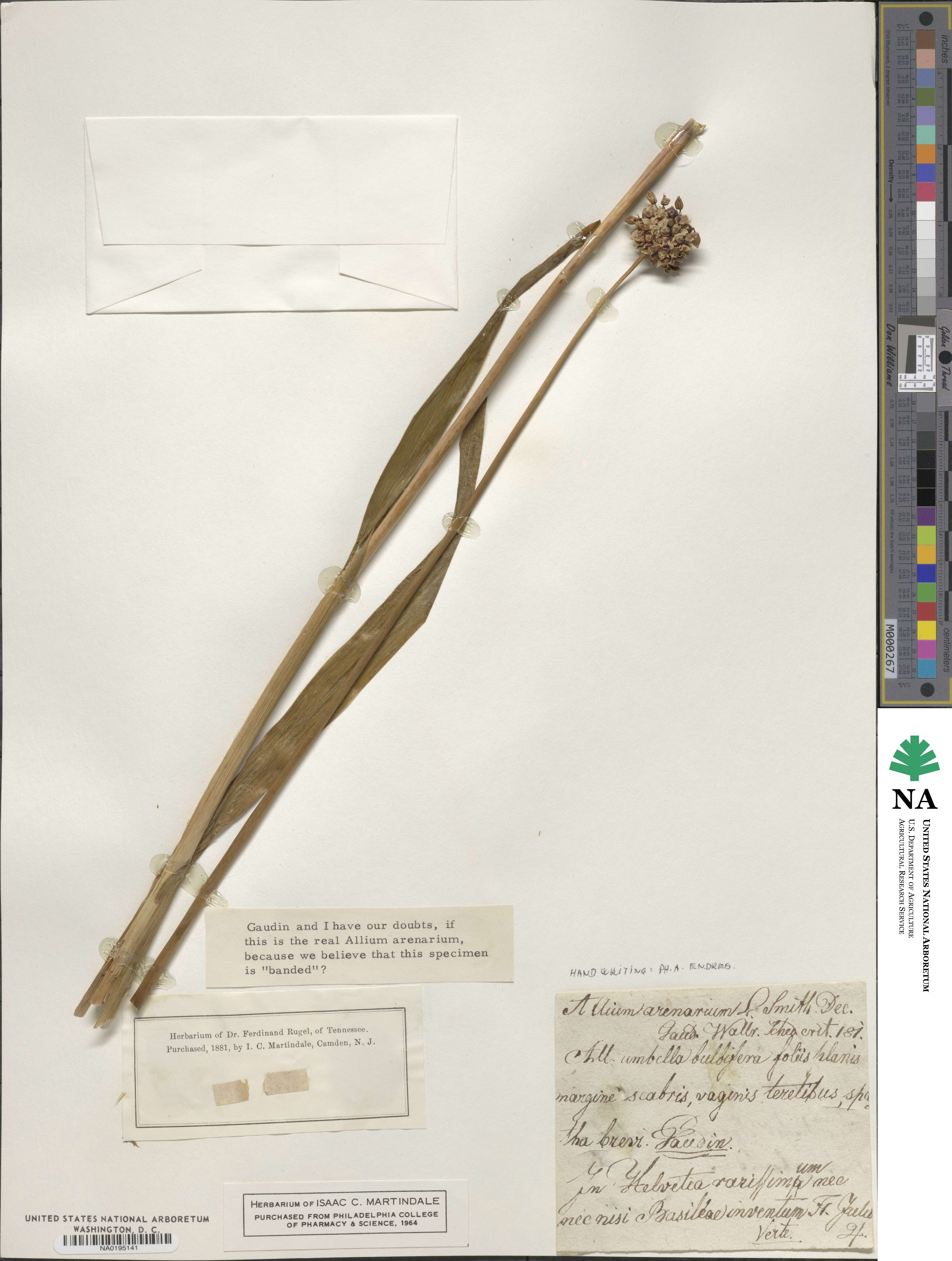 Allium scorodoprasum image