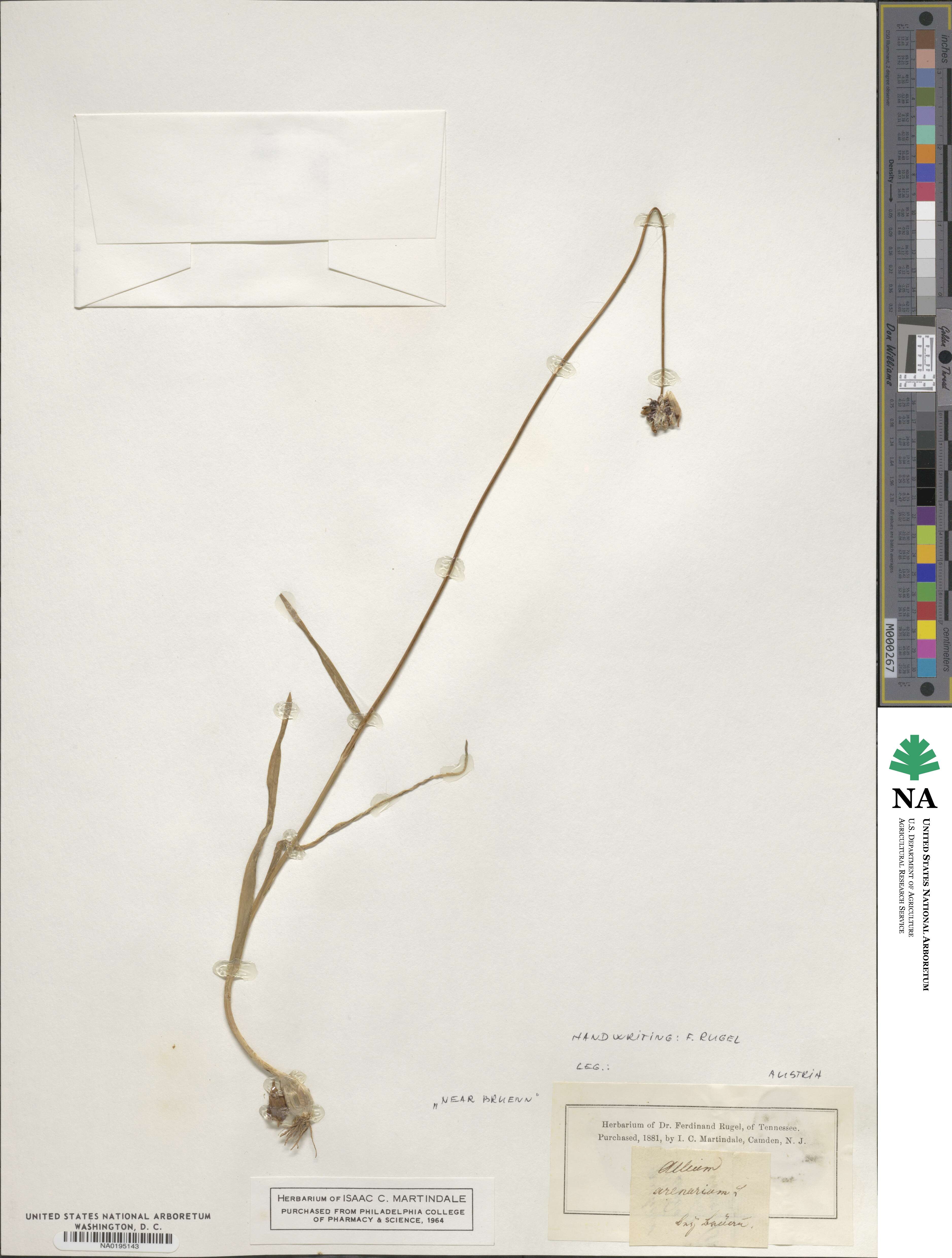 Allium scorodoprasum image