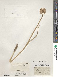 Allium schoenoprasum image