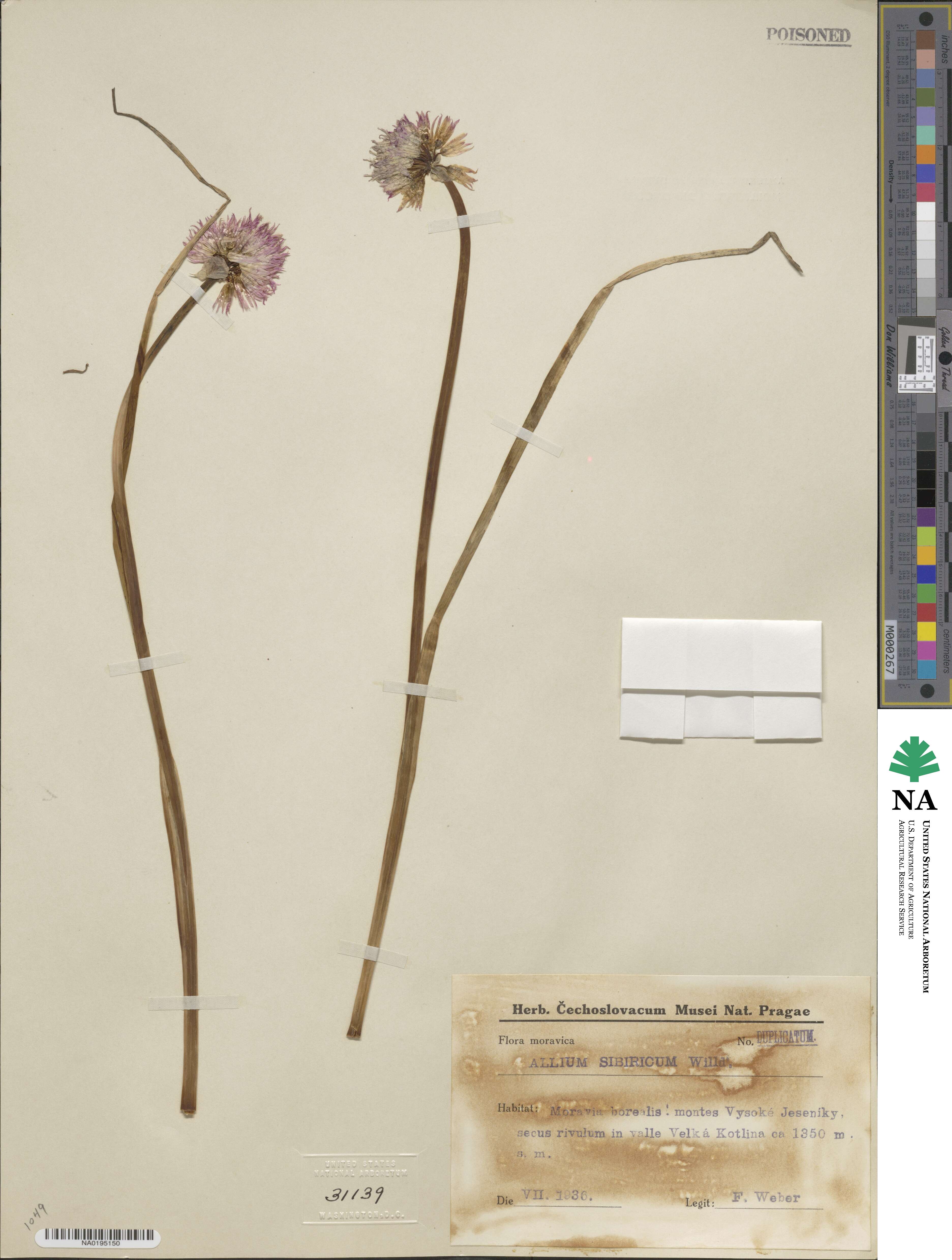 Allium schoenoprasum image