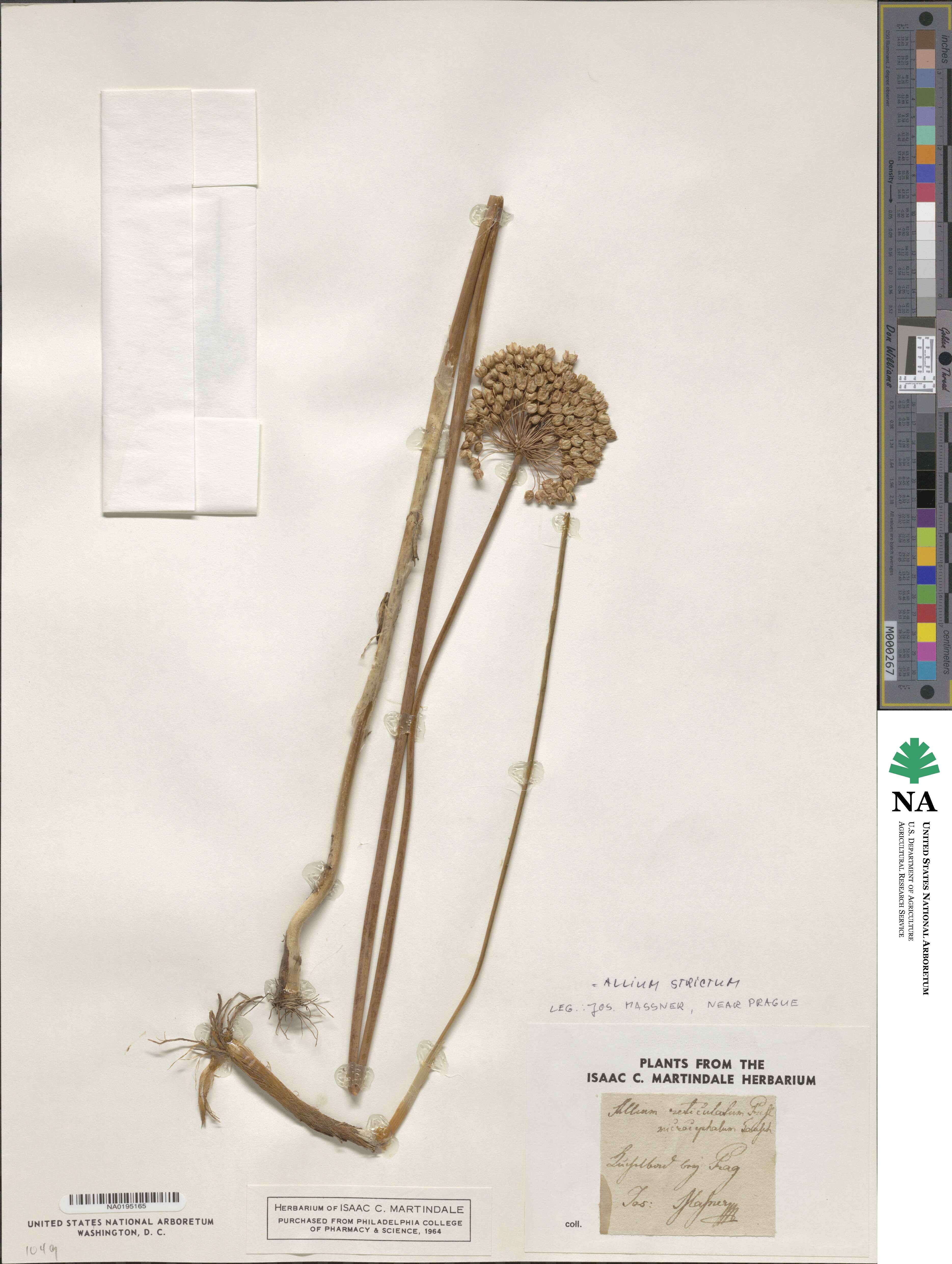 Allium strictum image